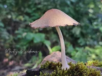 Gewone glimmerinktzwam [Coprinellus micaceus]